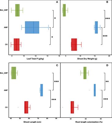 Arbuscular mycorrhizal fungi enhance phosphate uptake and alter bacterial communities in maize rhizosphere soil